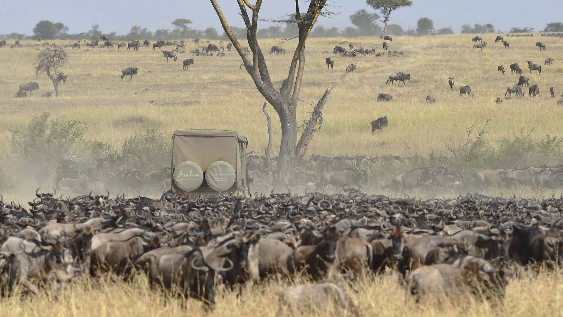 safari trips in Tanzania