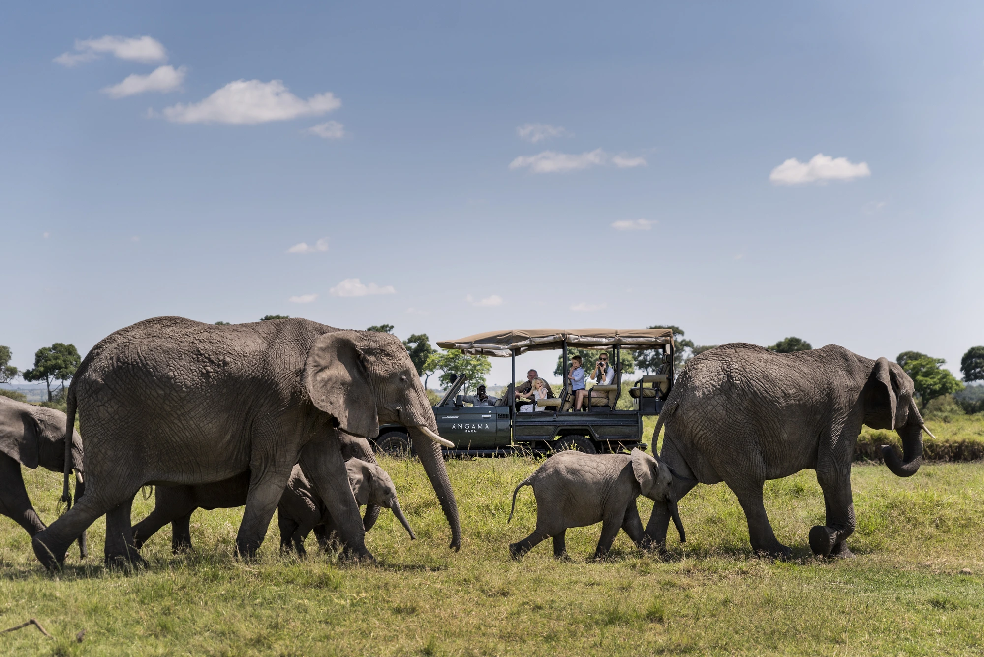 A breathtaking view of a herd of elephants in the Masai Mara during a luxury safari experience