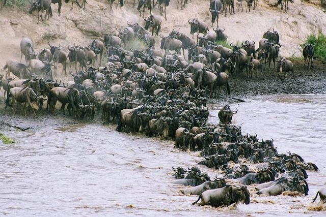 African animal migration