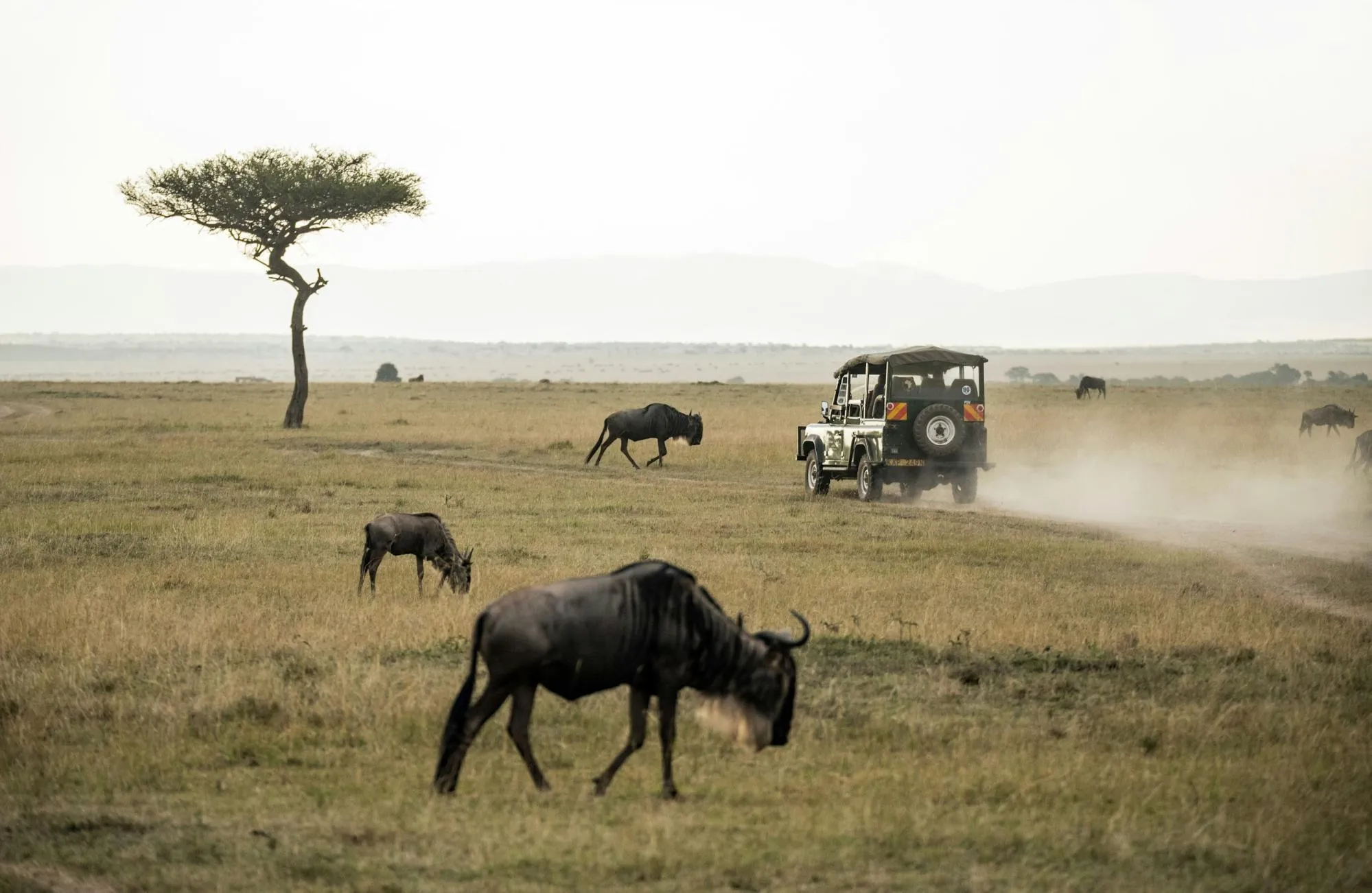 Exploring Masai Mara with a Chauffeured Kenya Car Hire