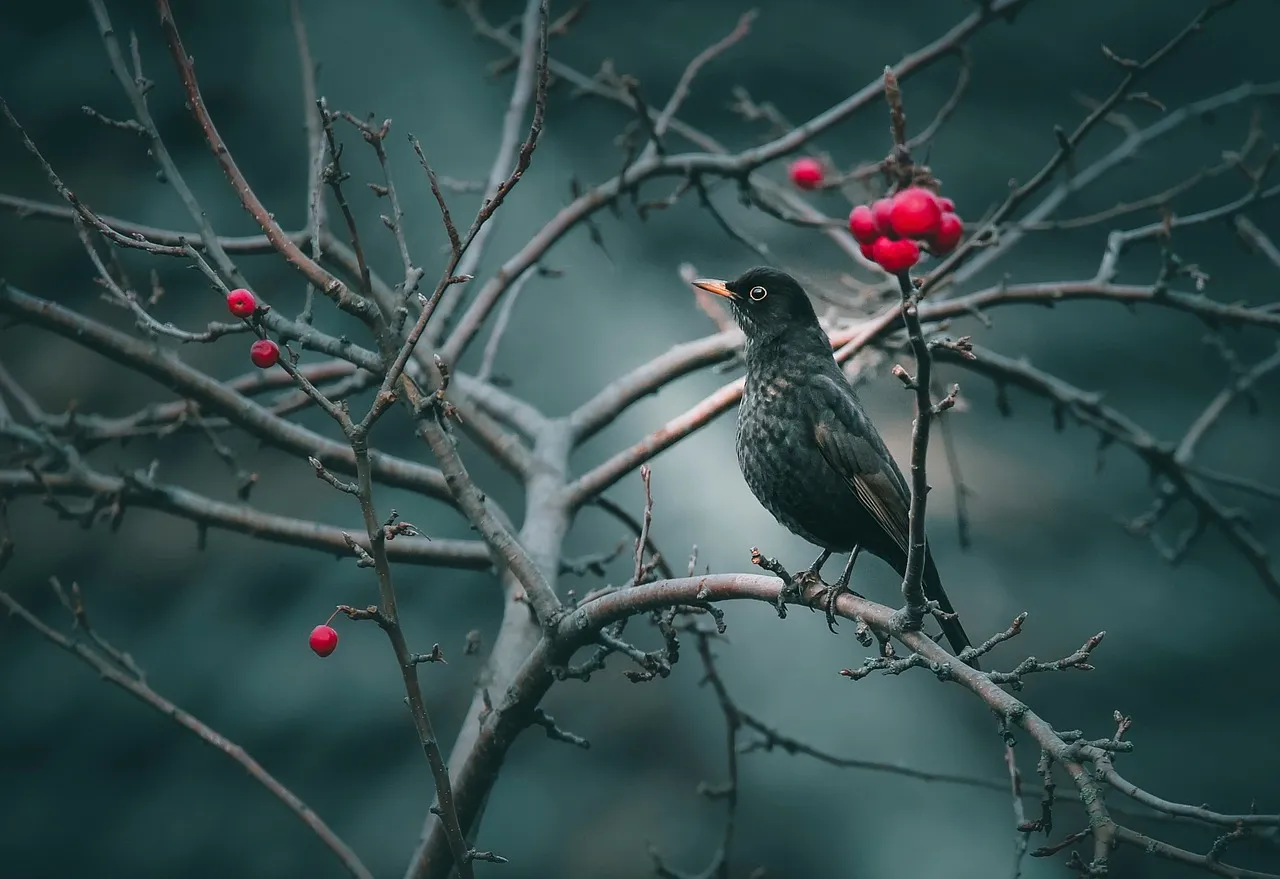 Birding Tours in Kenya