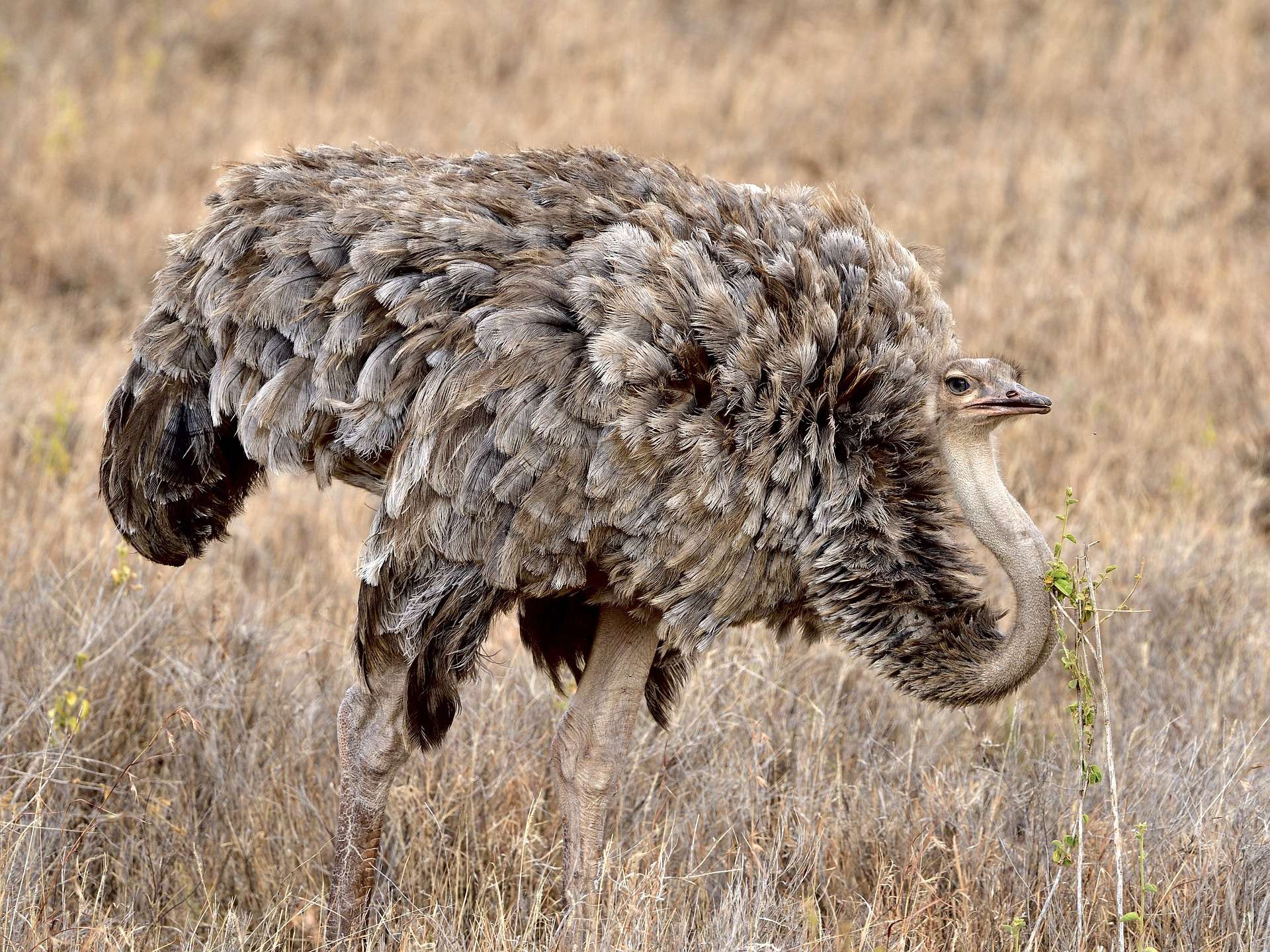 Kenya safari animals- the Somali Ostrich