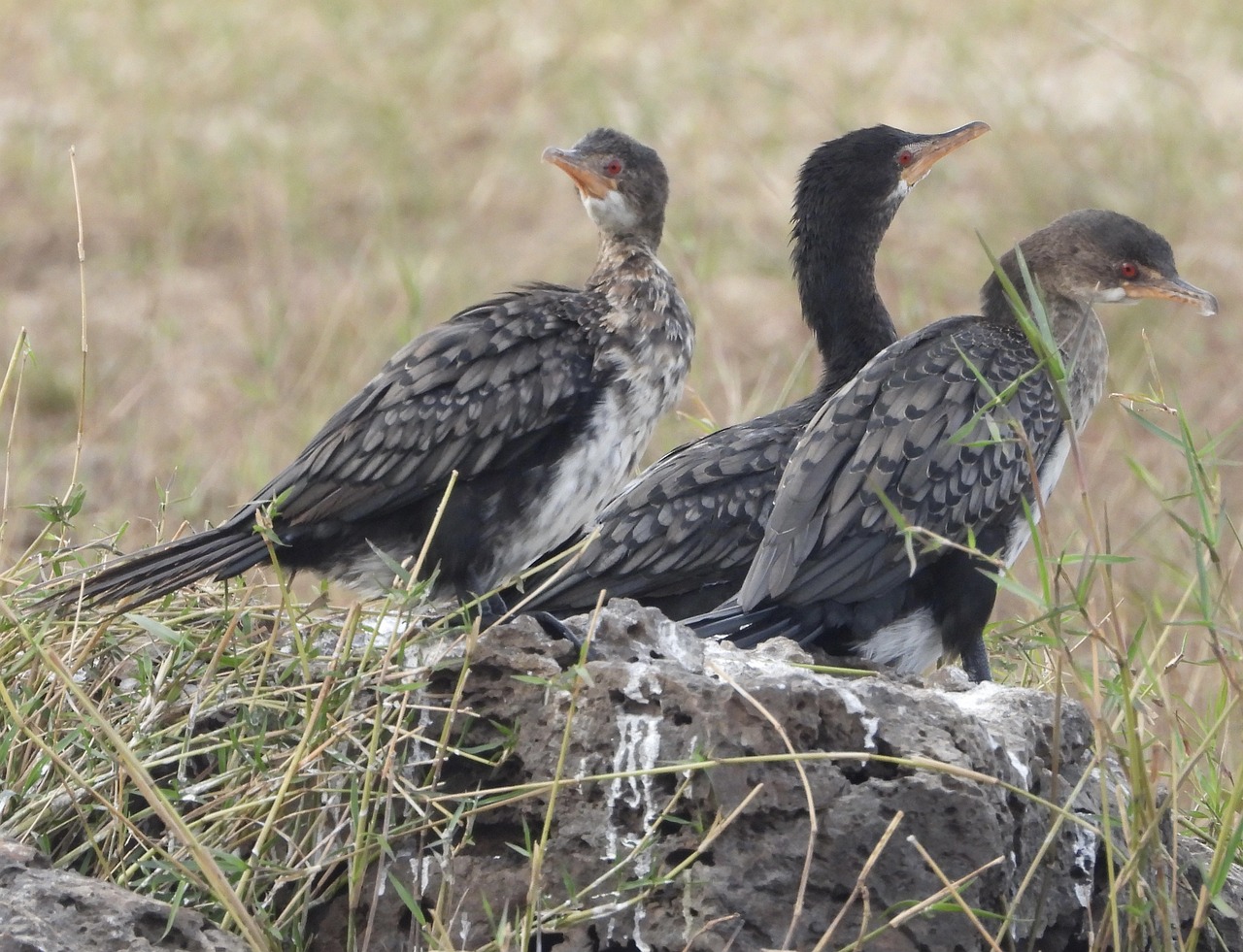 Cormorant birds spotted during Safari tours in Tanzania