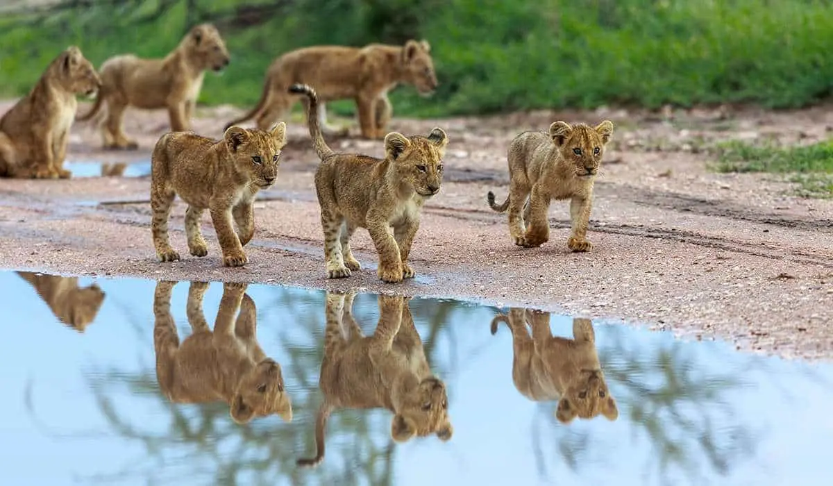 Planning a safari tour in Tanzania - lion cubs walking in Lake Manyara National Park