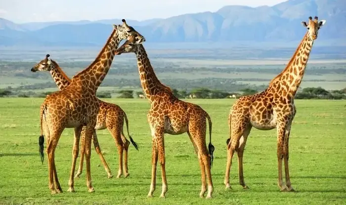 Tanzania luxury safari tours - exploring Tanzania’s wilderness