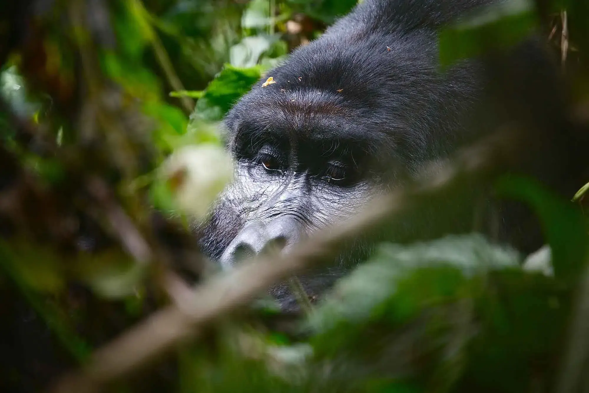 Adventures on Uganda Safari - Spotting Gorillas in Ugandan jungles