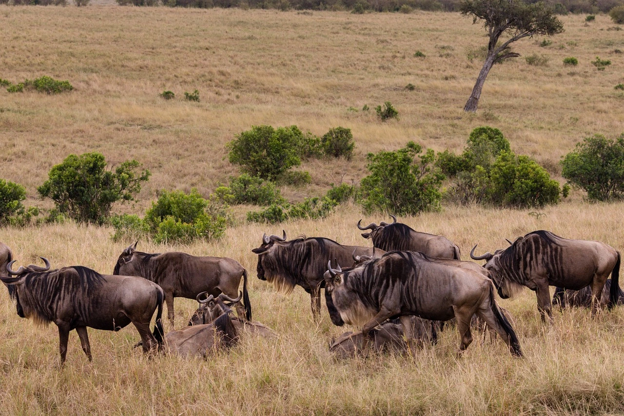 A safari in Masai Mara National Reserve, Kenya, with great wildebeest migration and incredible wildlife