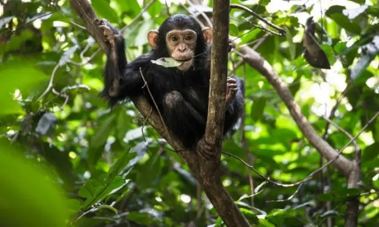 Chimpanzee trekking while Touring Rwanda - A chimp in Nyungwe Forest
