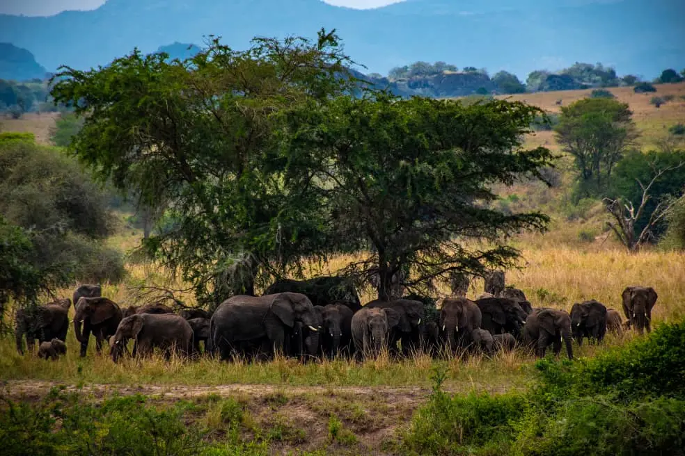 Exploring the semi-arid Kidepo National Park - Elephants in Kidepo Valley Park