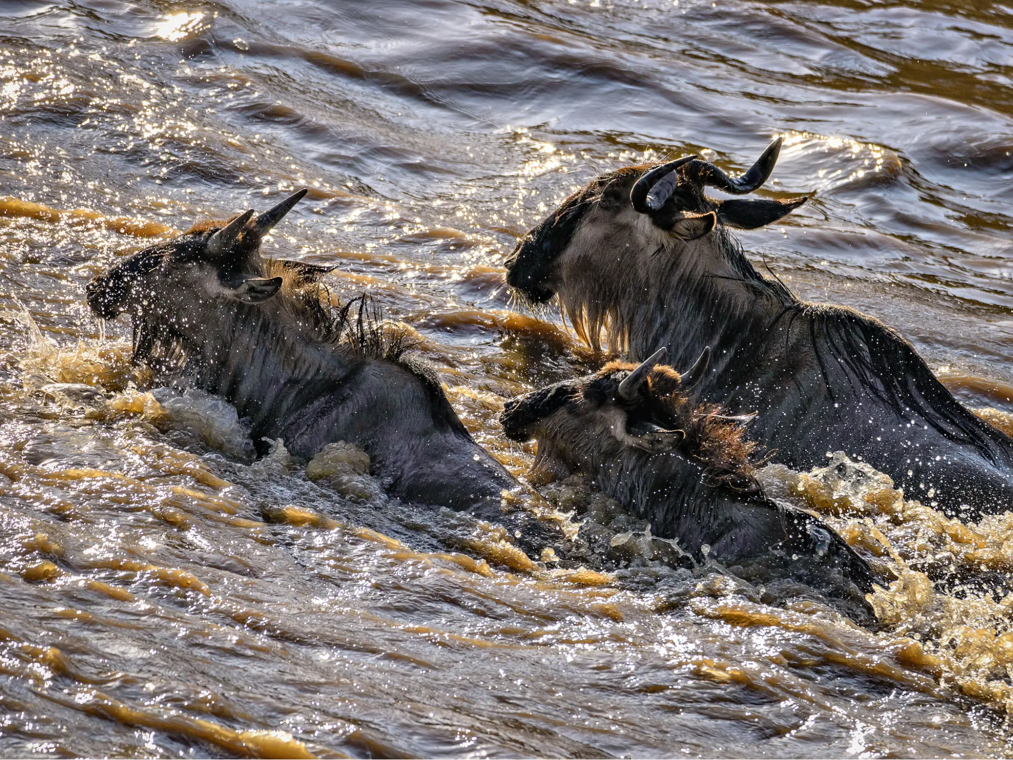 Factors that affect how much Kenya Safari costs - wildebeest wading across Mara River