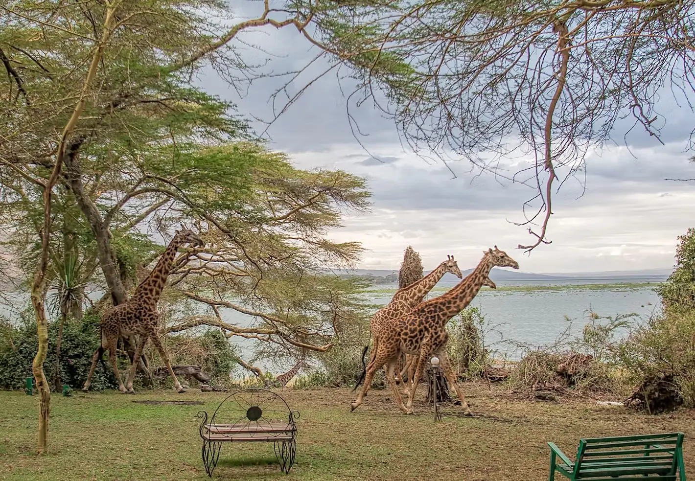 Wildlife at Lake Naivasha Kenya - Giraffes at Elsamere Lodge