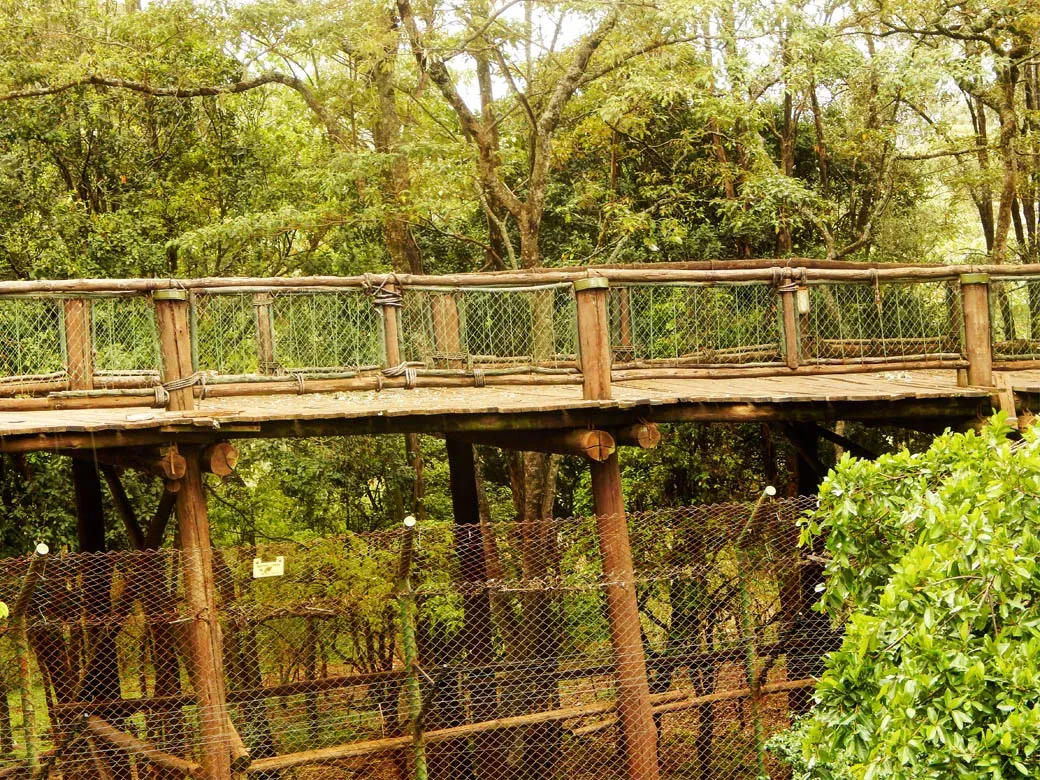 Accessing wildlife at the safari walk Nairobi - raised wooden boardwalks in the Nairobi safar walks