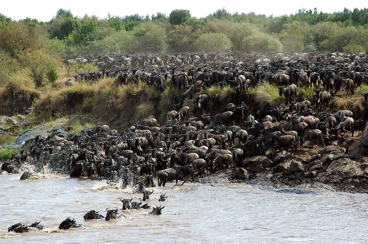 Where to watch the Migration of wildebeest in Kenya - wildebeest gathered at Mara River bank