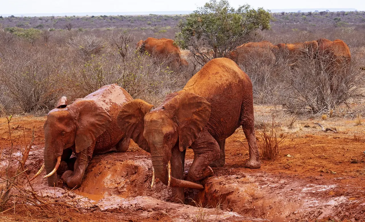 Kenya safari from Mombasa - Tsavo East National Park