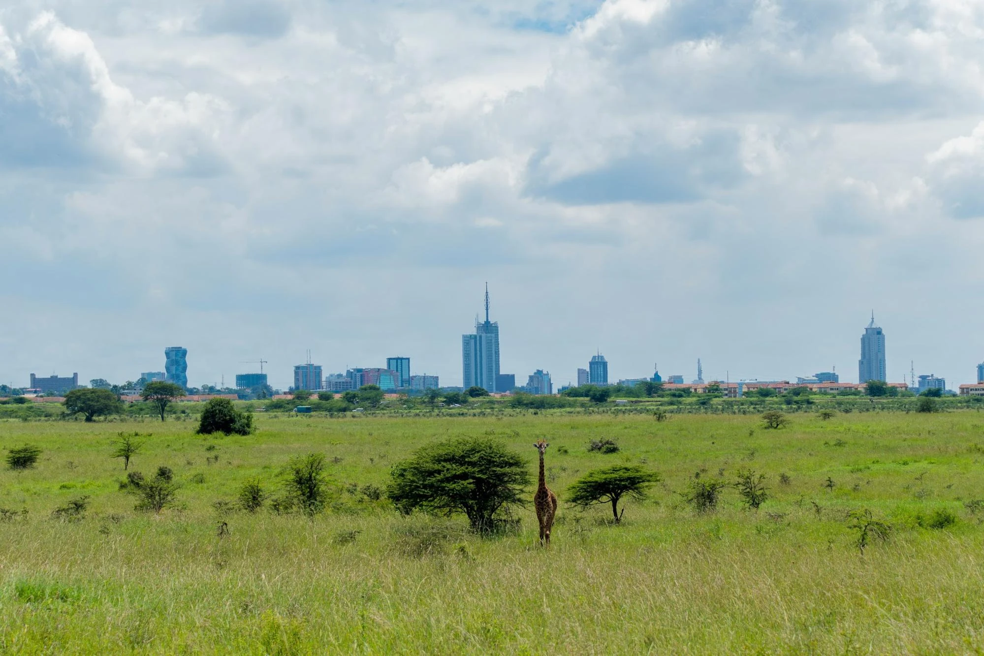 Exploring Nairobi National Park with a Rental Car