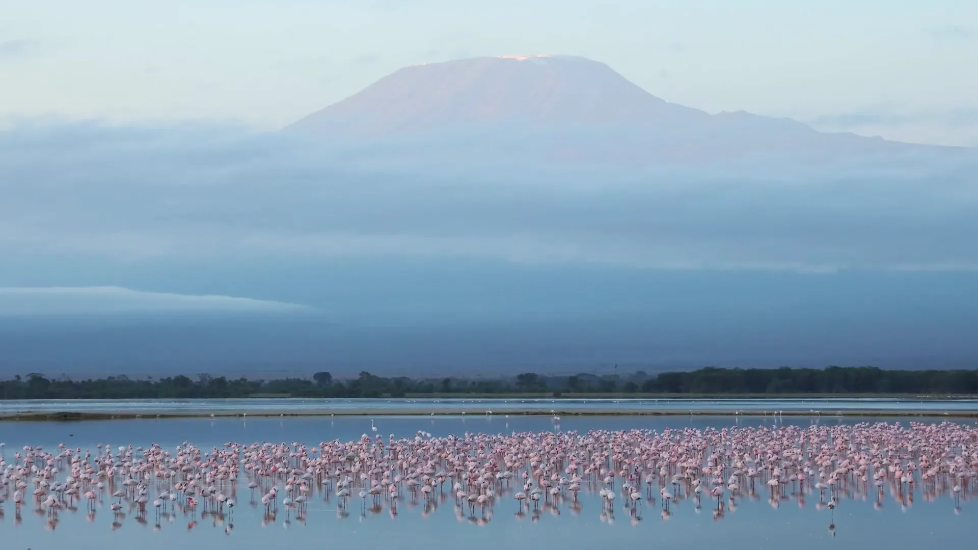 Birding Tours in Kenya