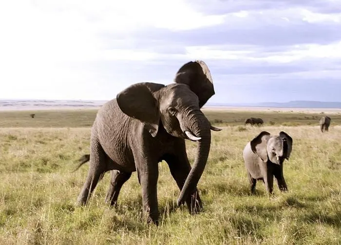 Elephants spotted during game drive at Explorer Mara Camp