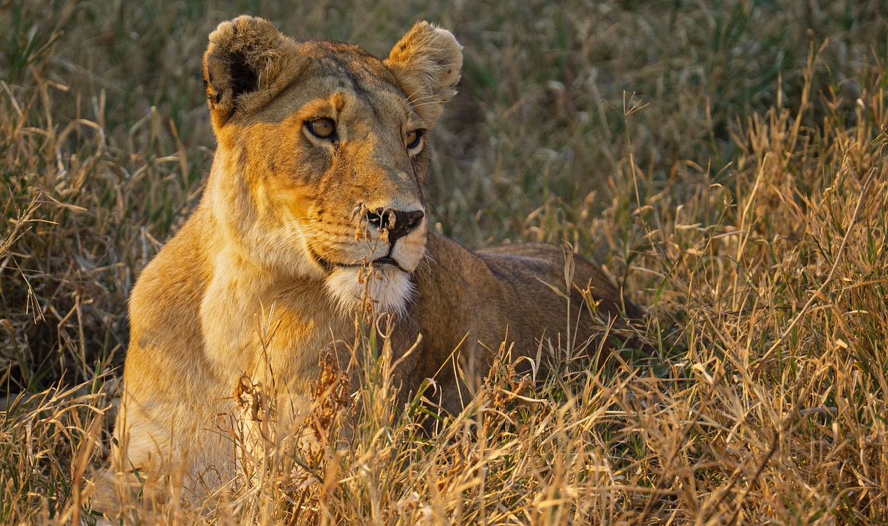 Tanzania Africa safari - lions in Serengeti National Park.