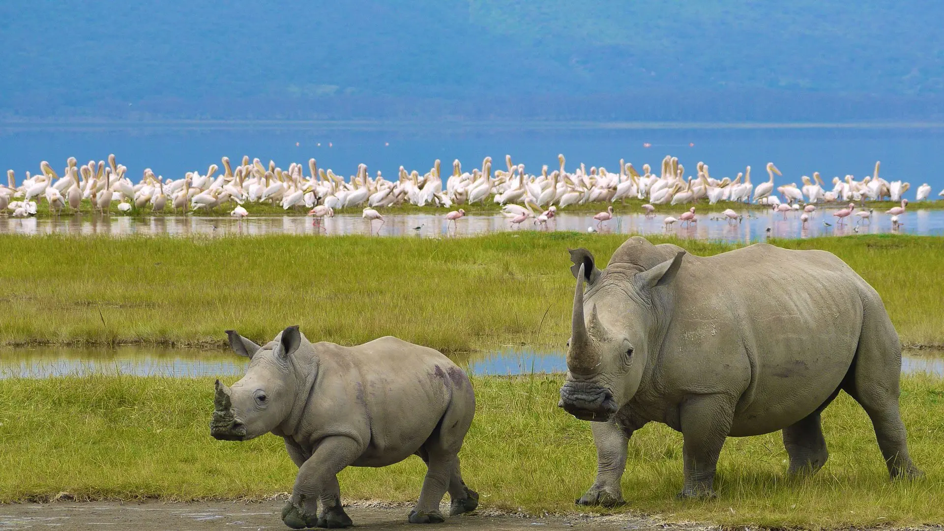 The rhino sanctuary in Lake Nakuru National Park - rhinos near Lake Nakuru