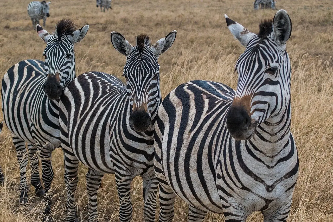 Zebras in Northern Tanzania