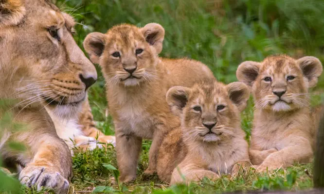 Big Cat tours on Rwanda trips - A lioness and her cubs