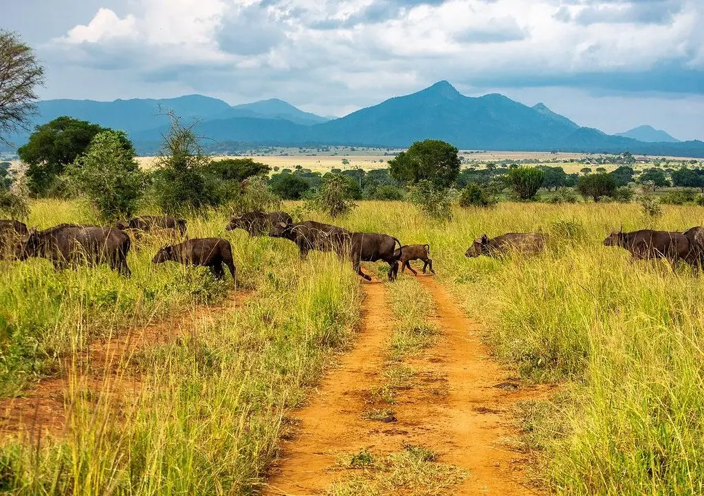 Best time to go to Kidepo Valley National Park - buffalos in Kidepo Valley National Park