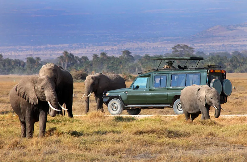 Finding the best Safari in Kenya price package - a herd of elephants crossing a track in front of a safari vehicle