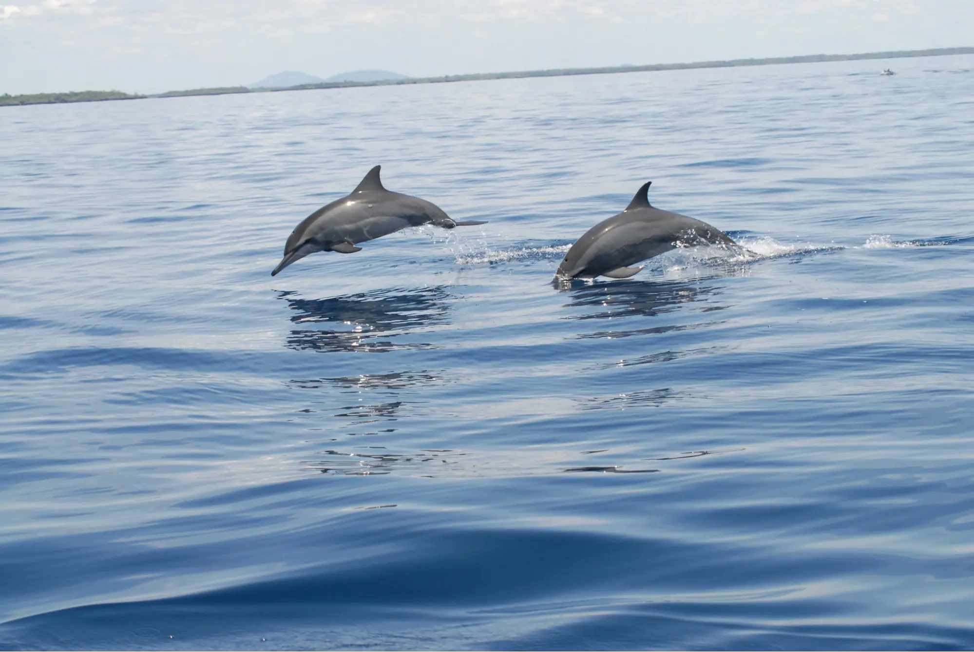 Dolphins on the Coast of Kenya - Dophins at Kisite Marine Park
