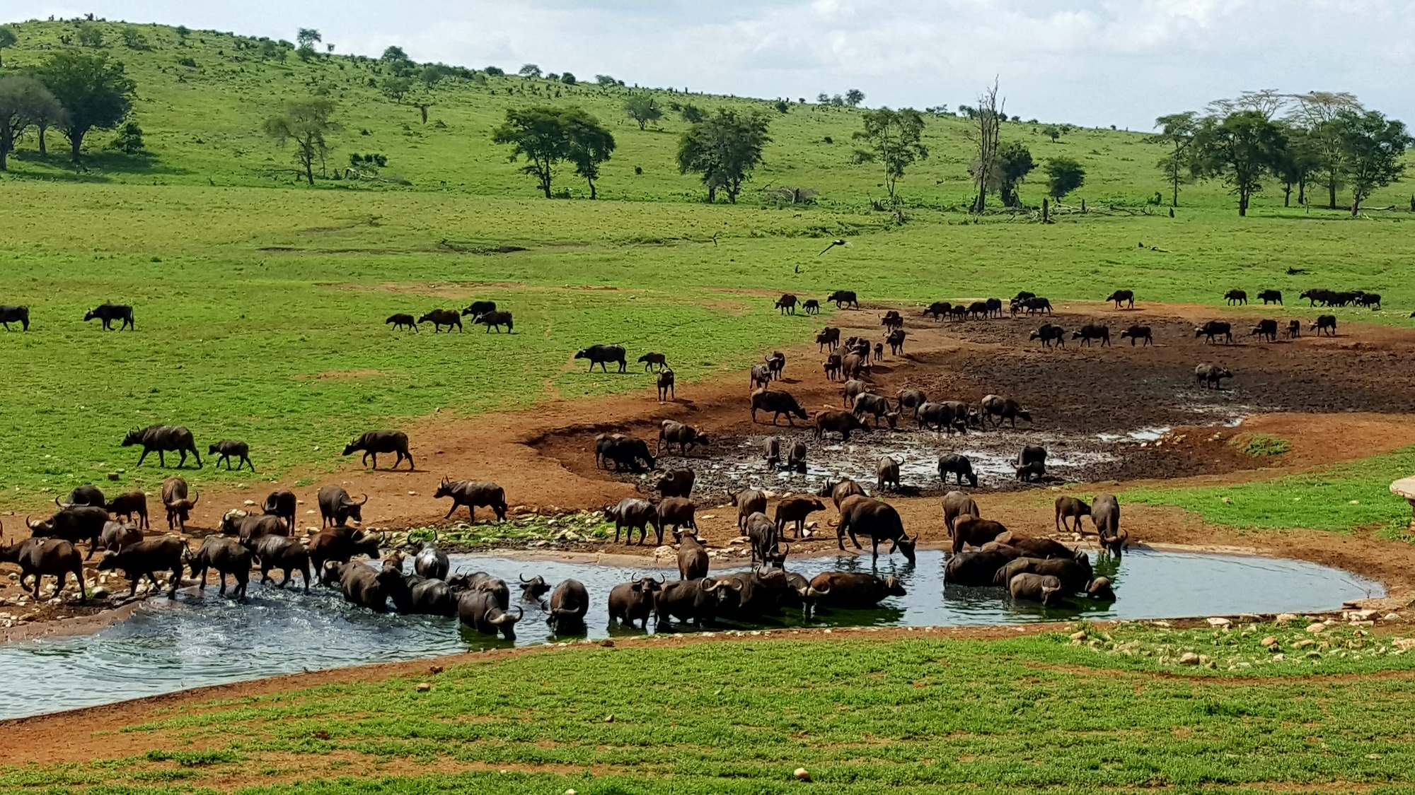 Best Kenya attractions for tourists - a waterhole in Tsavo West National Park