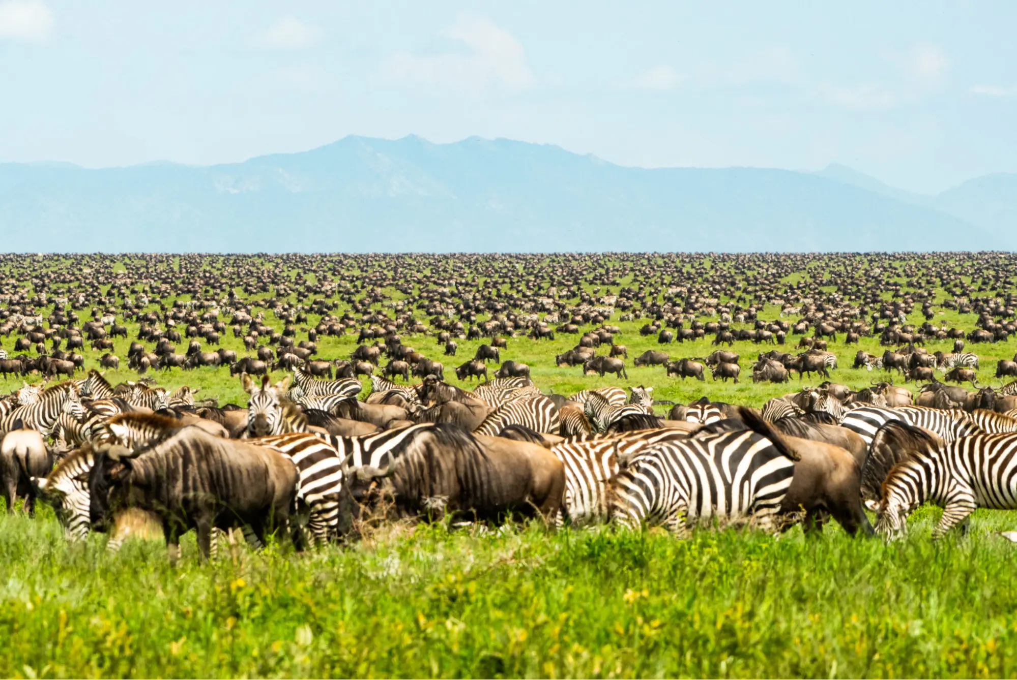 Where to go on a Northern Circuit Budget Tanzania Safari