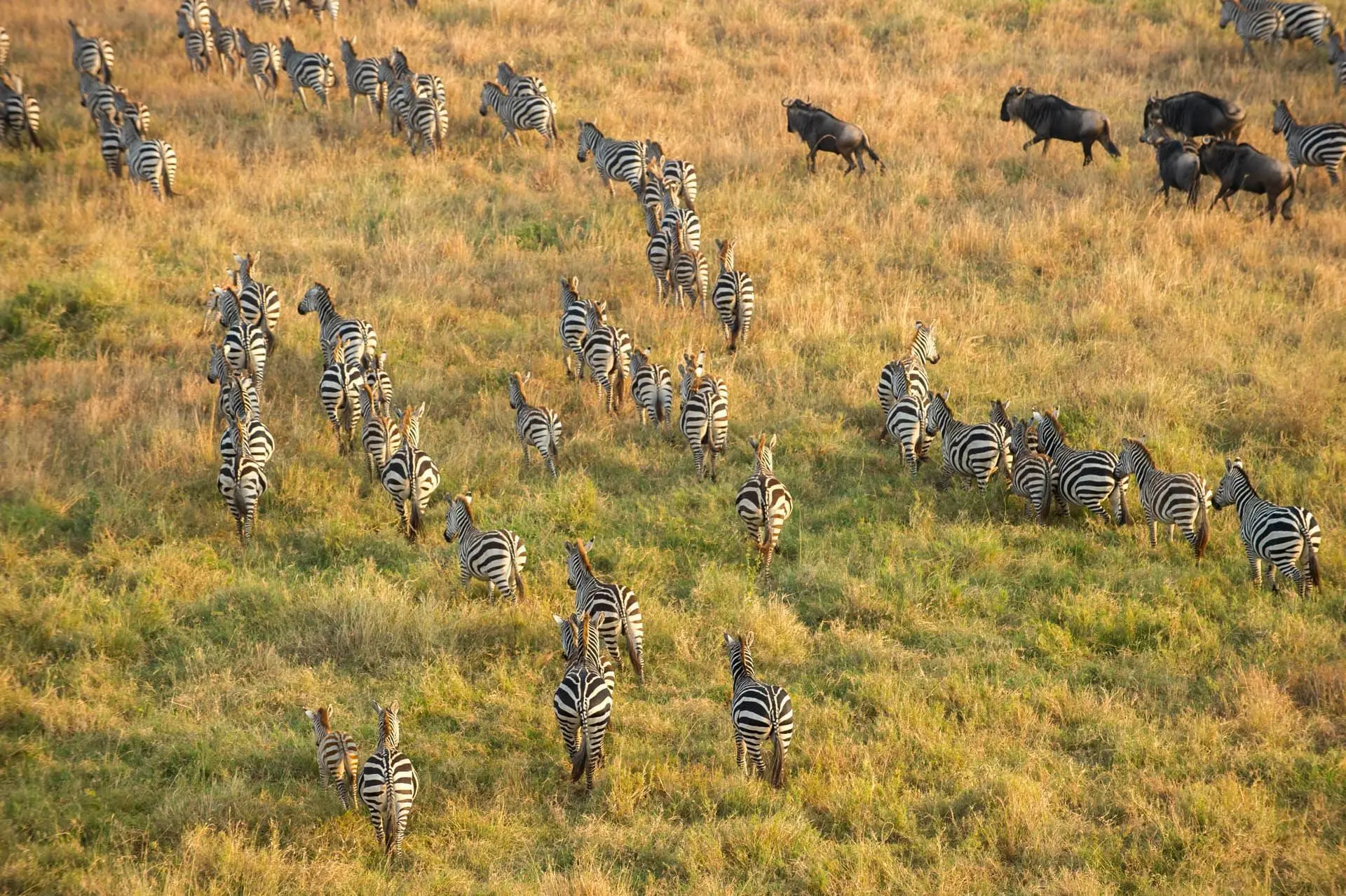 Tour to Serengeti National Park - Zebras in Serengeti