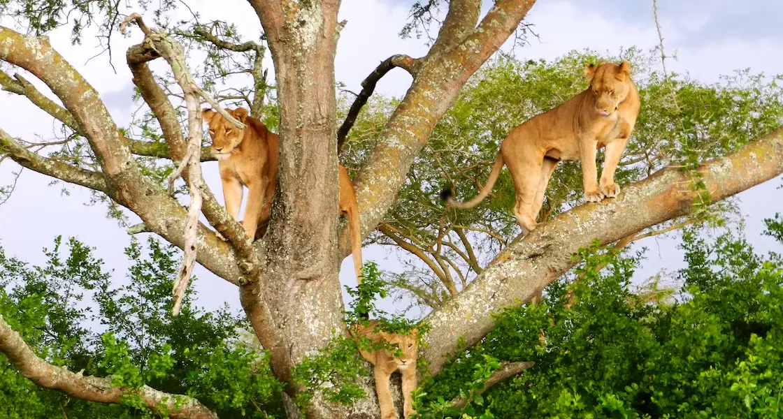 Spotting unique wildlife behaviour on Uganda safari holidays - Lions up a tree at Queen Elizabeth National Park