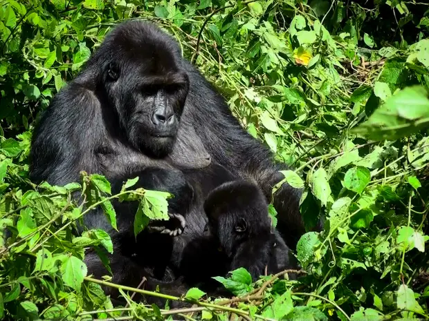 Spotting Gorillas on Gorilla Tours Rwanda - a female gorilla and her infant