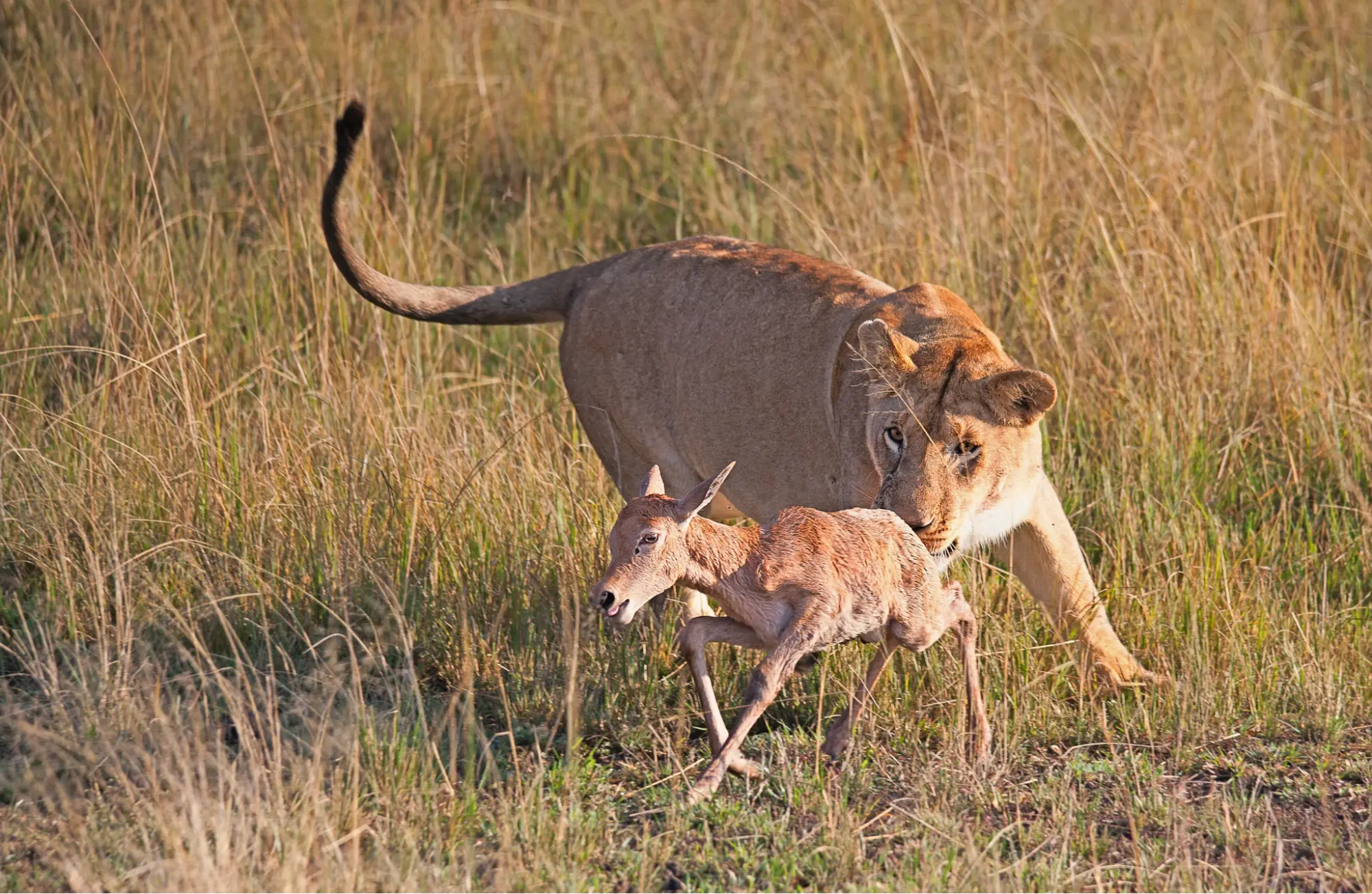 Working out how much Kenya Safari costs - a lioness stalking a newborn prey