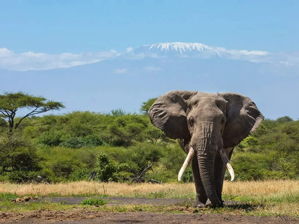 Breaking down Kenya safari cost - a lone elephant in Amboseli National Park