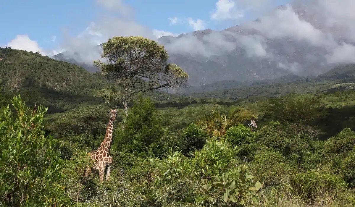 Embarking on a Kenya-Tanzania safari - Giraffes at the Arusha National Park