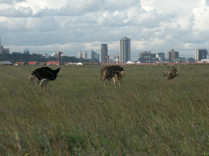 Places in Kenya for game viewing - Ostrich in Nairobi National Park