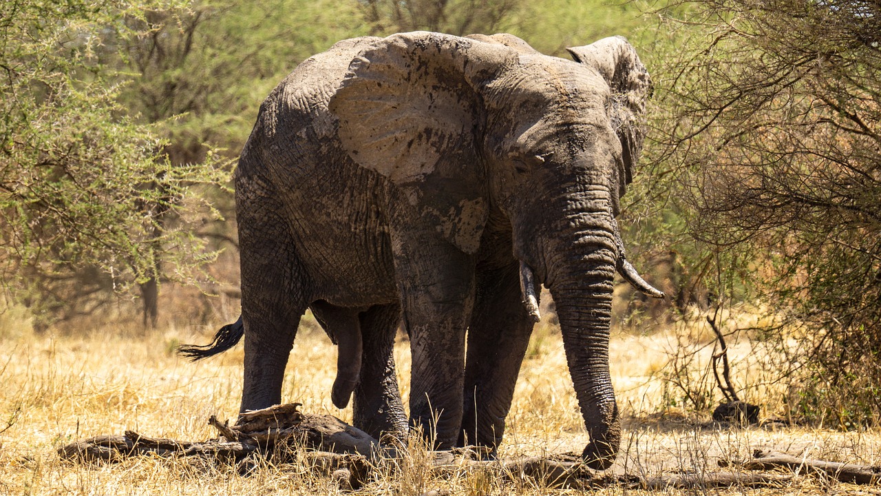 Lone elephants after a mud bath in Serengeti National Park - Tanzania safari tours