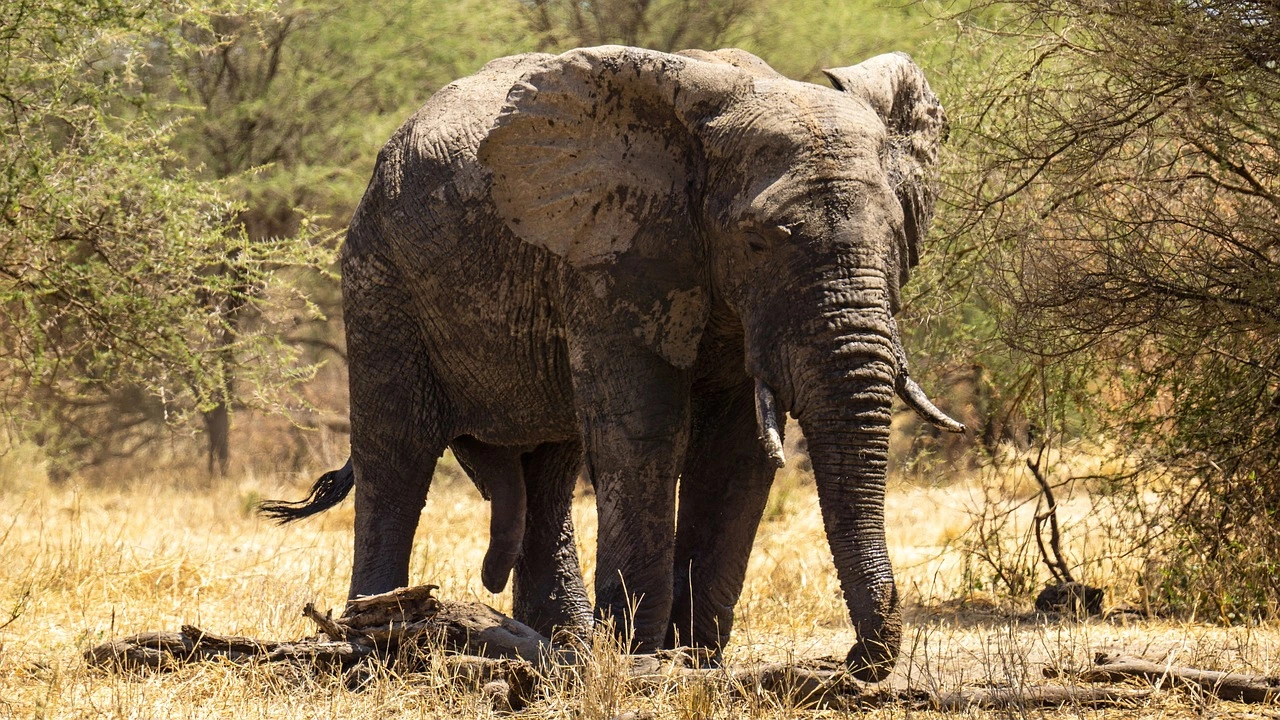 Kenya Masai Mara Safari Packages - Elephants in Maasai Mara kenya