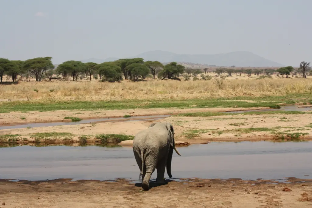 Ruaha National Park Safari Holiday Tanzania