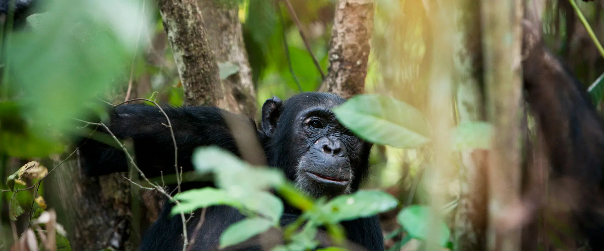 Chimpanzee Trekking Safari Southern Tanzania