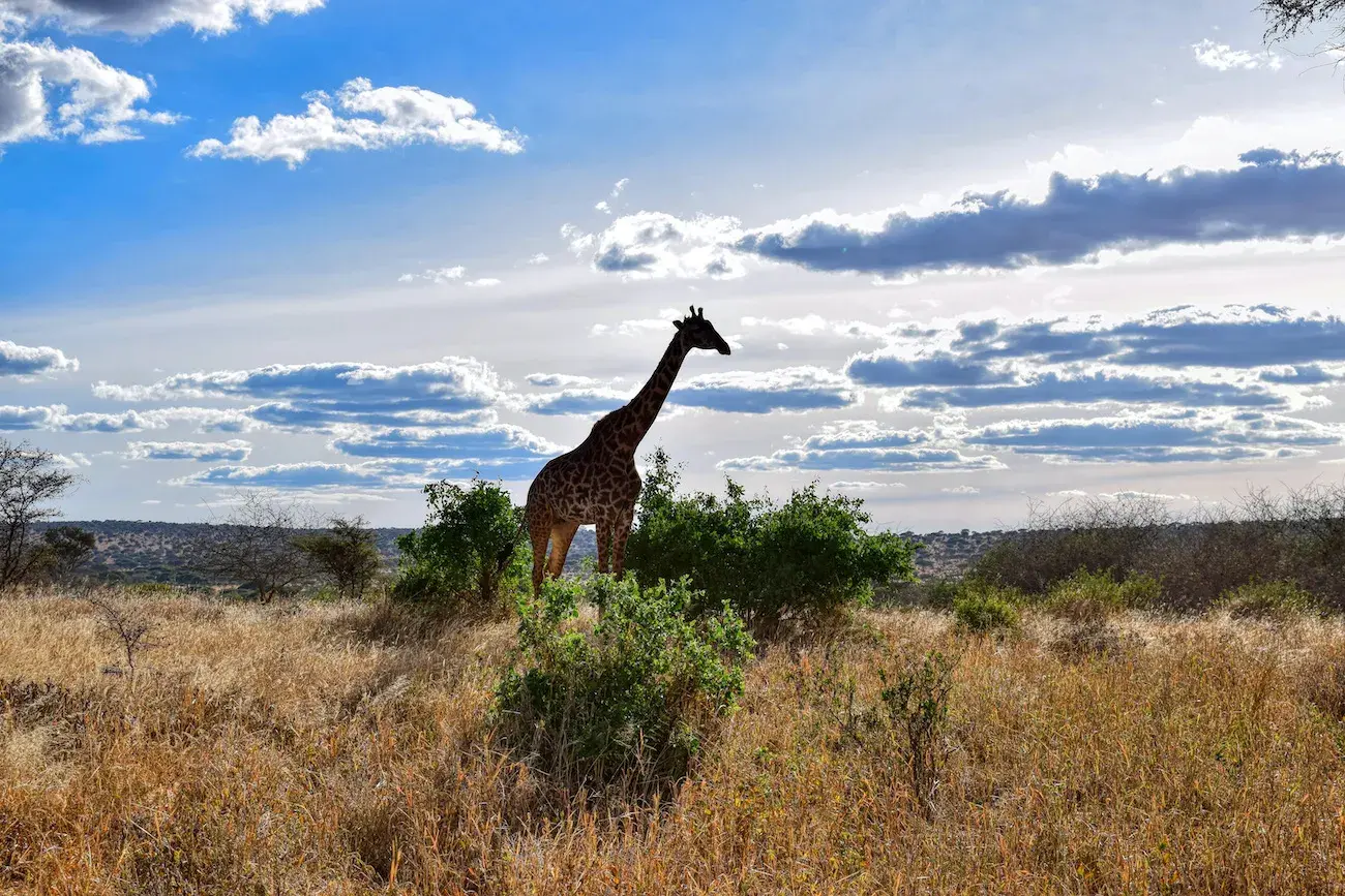 Practicing responsible tourism on Tanzania budget safaris
