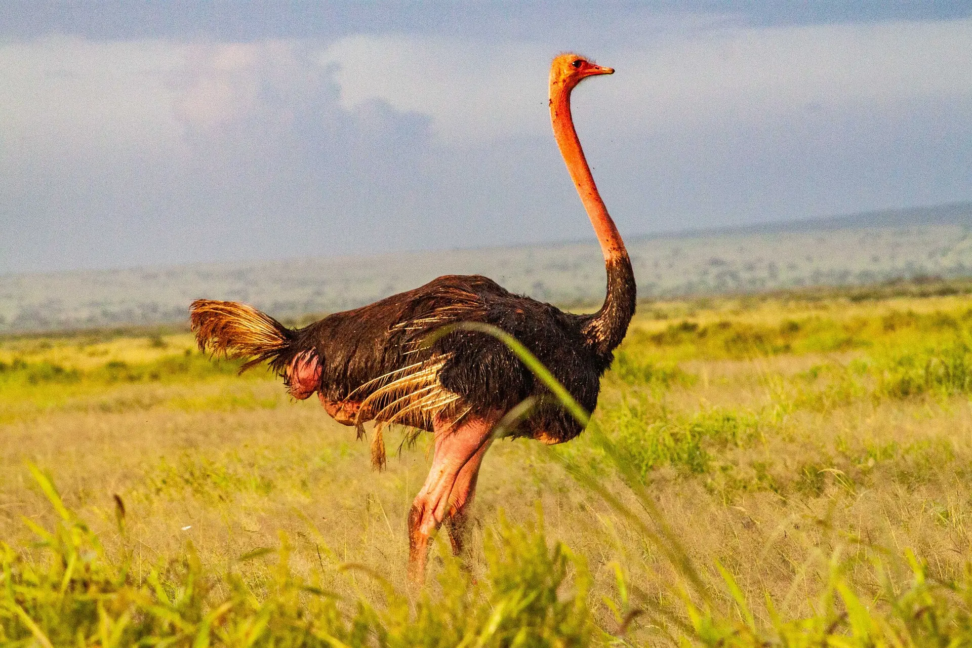 Ostrich spotted in Serengeti National Park