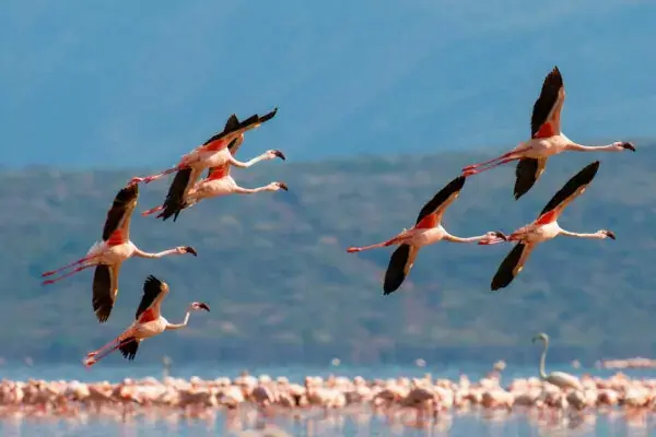 Bird watching on Affordable Kenya Safari Packages - Flamingos at Lake Nakuru