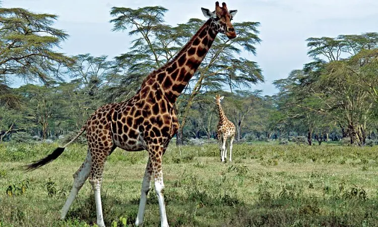 Spotting Wildlife at Lake Nakuru Park - Giraffes at Lake Nakuru Park