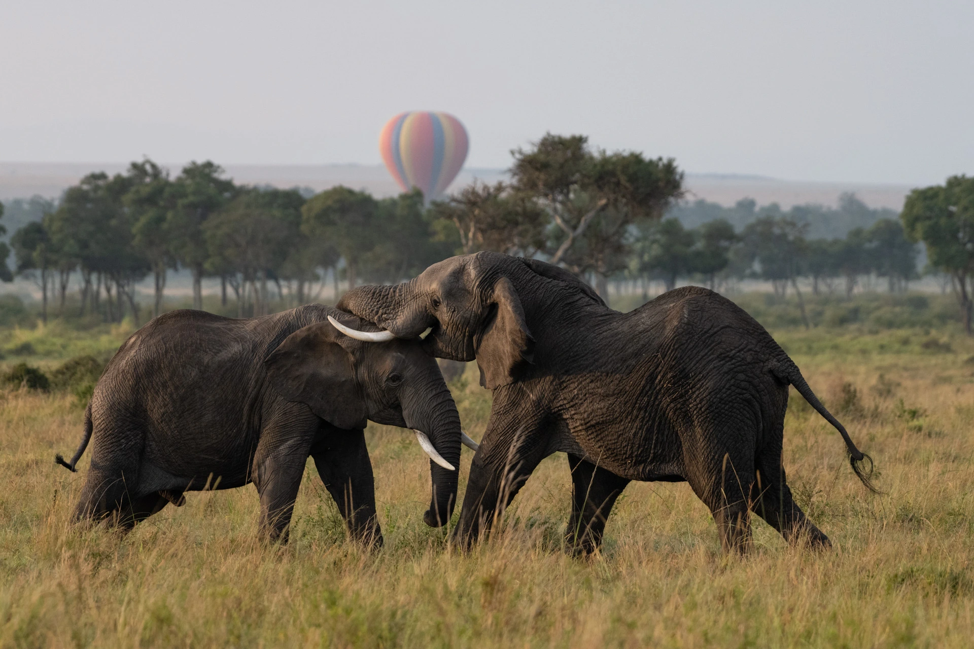 Honeymoon Safaris in Kenya - elephants in Masai Mara National Reserve