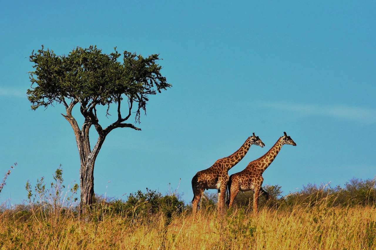 Masai mara safari in Kenya - two giraffes moving across the grassland savannahs of the Masai Mara Kenya.