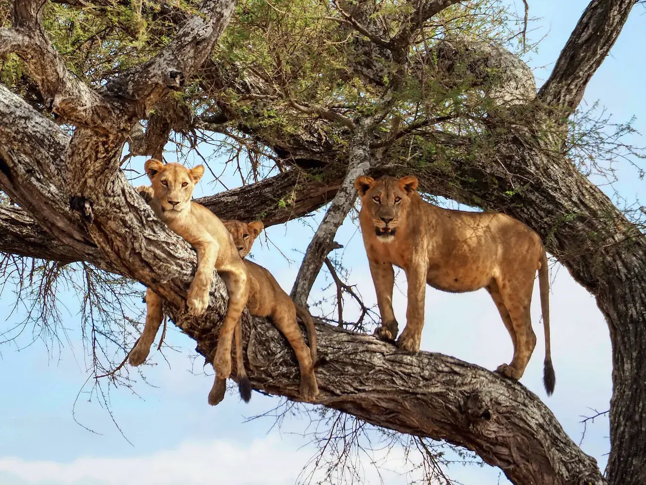 The tree-climbing lions of Tarangire National Park Tanzania