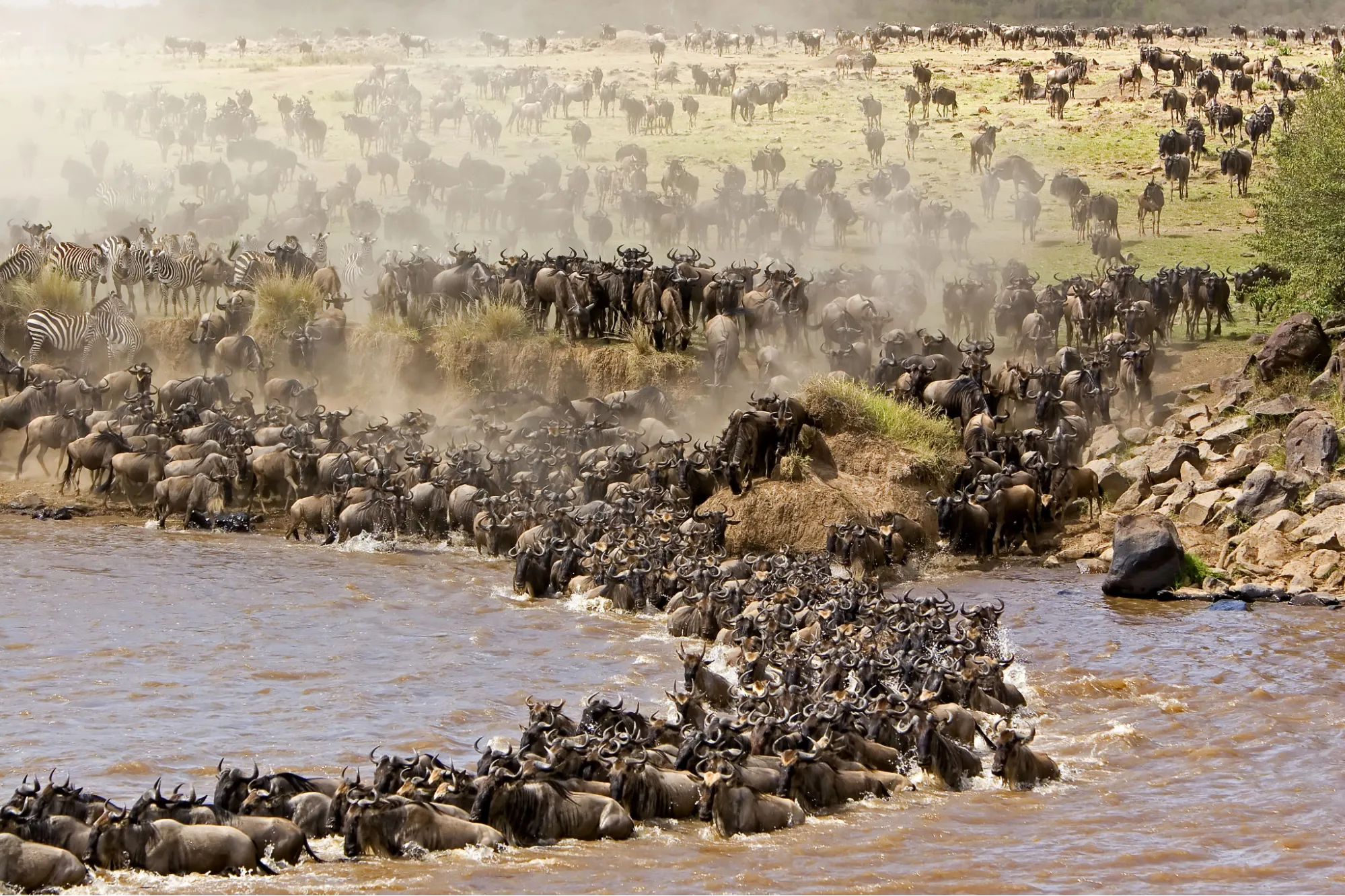 Wildebeest Migration Masai Mara 3 days 2 nights package - wildebeest crossing the Mara River