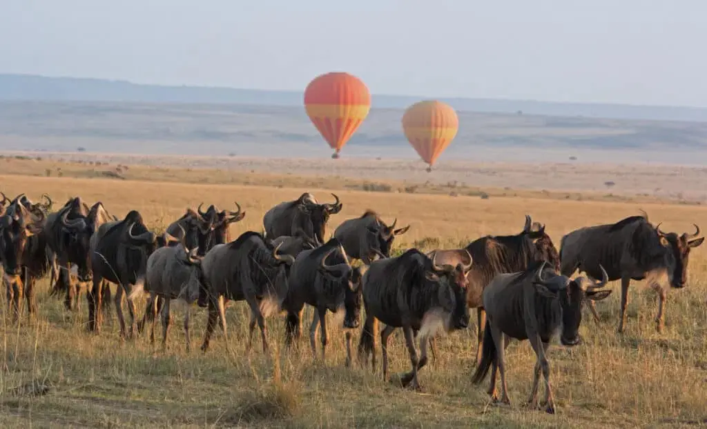 Choosing Tanzania Safari vs Kenya Safari - Wildebeest walking in the Maasai Mara